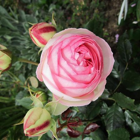 Be My Guest Bed & Breakfast New Plymouth Buitenkant foto