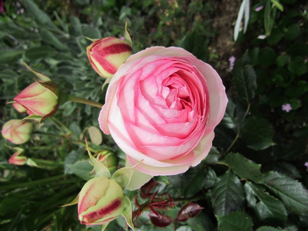 Be My Guest Bed & Breakfast New Plymouth Buitenkant foto